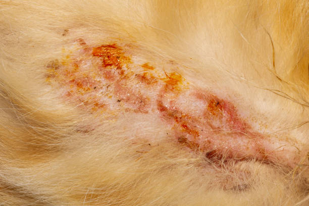 Bacterial Skin Infection Pyoderma Or Lichen On The Skin Of A Red Cat Stock  Photo - Download Image Now - iStock
