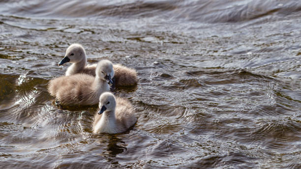 istock Three newly born mute swan cygnets on a Scottish loch 1226553059