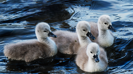 photos of multiple young cygnets lying down on the edge of a lake