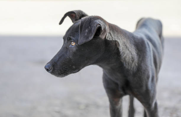 istock Black skinny dog. 1226554472