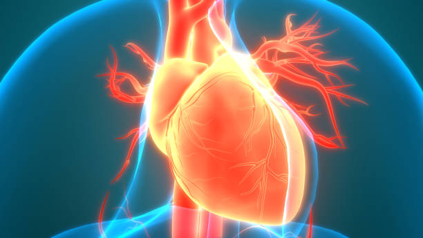 istock Human Circulatory System Heart Anatomy 1226554721