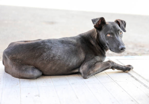 istock Black skinny dog. 1226555782