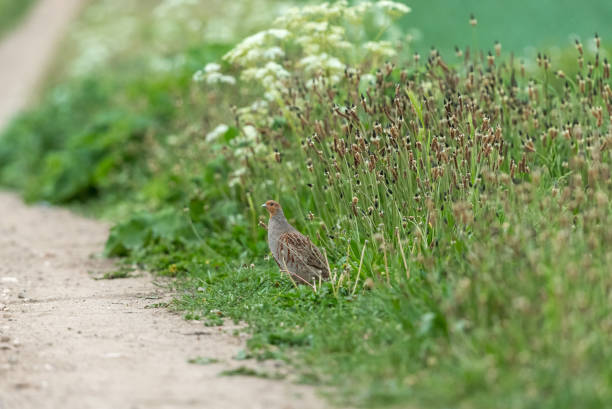 Grey partridge (Scientific name: Perdix Perdix) Single Grey partridge emerging from a green, grassy field margin around agricultural land. Grey partridge  (Scientific name: Perdix Perdix) Single Grey partrdige emerging from a field margin around agricultural land.  Facing left. Horizontal.  Space for copy. perdix stock pictures, royalty-free photos & images