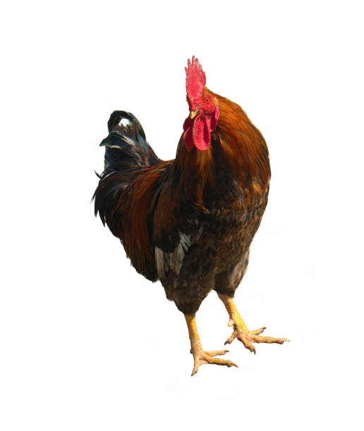 istock Bird - rooster, on a white background in isolation 1226557509