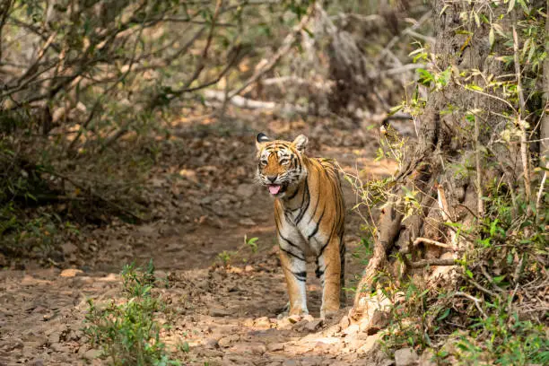 wild tiger flehmen response at ranthambore national park india