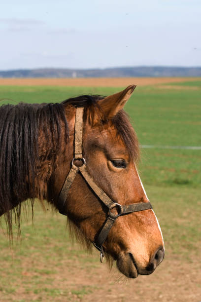 Lonesome old horse. stock photo