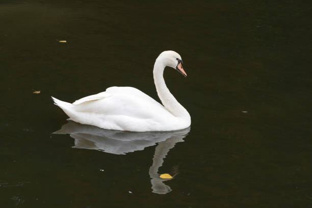 A swan on the canal. stock photo