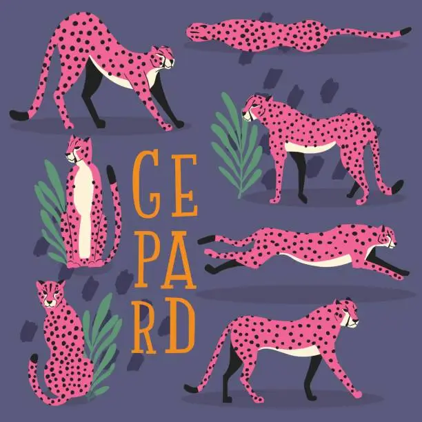 Vector illustration of Collection of cute hand drawn pink cheetahs on dark purple background, standing, stretching, running and walking with exotic plants and hand lettering. Flat vector illustration