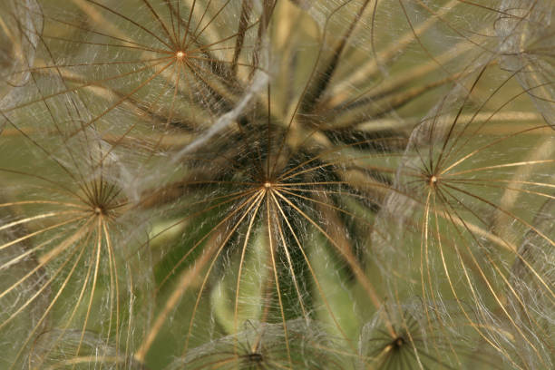 istock A delicate ball of dandelion seeds. 1226558677