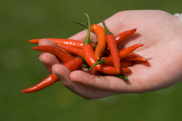 Red chilli pepper stock photo
