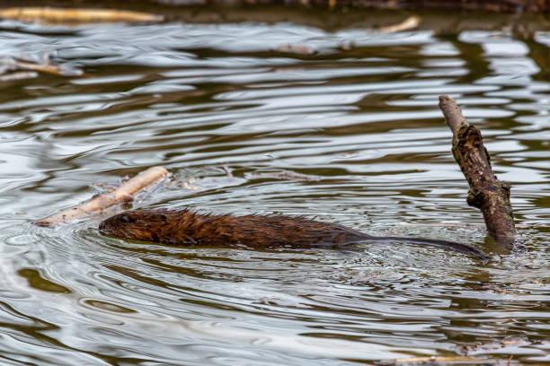 istock Muskrat Swimming 1226559555
