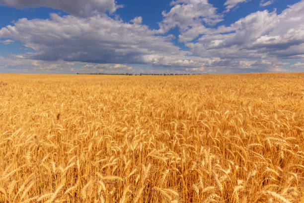 istock Wheat field under the beautiful blue summer sky with clouds. Rural landscape. 1226559798