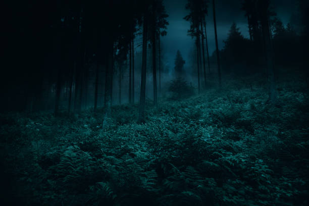 istock Mist in between a trees of magic mysterious night dark spruce spooky forest with ferns. Opulent vegetation on foreground. Halloween backdrop. 1226559842