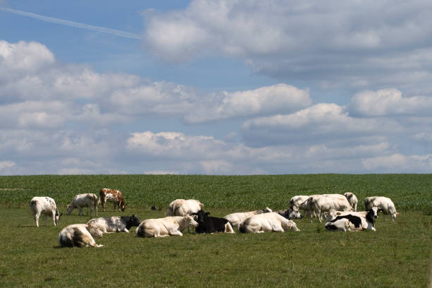 Herd of cows at rest stock photo