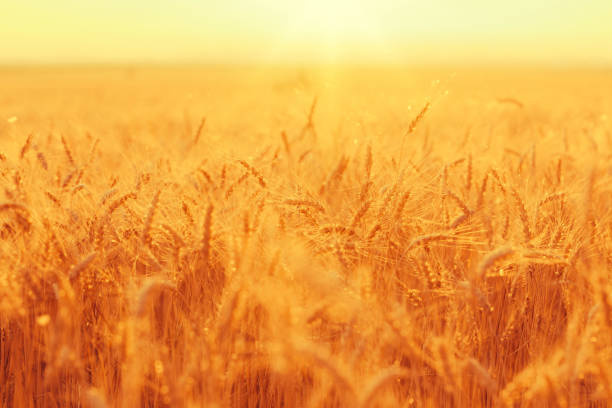 istock Golden wheat ears on a field against bright sunset shining light. 1226560376