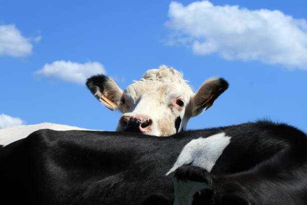 Cow looking up a friend stock photo