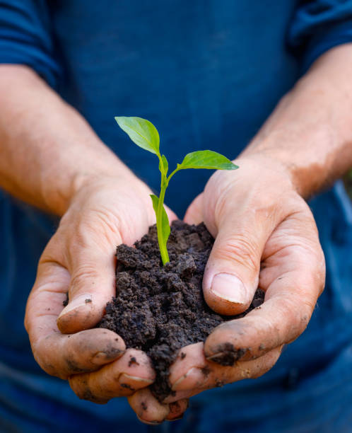 istock Man farmer hands holding green young plant. 1226560855