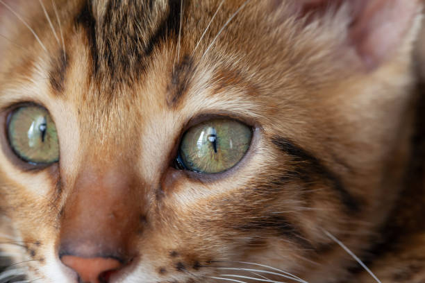 istock Face of a Bengal cat on a large scale 1226561777