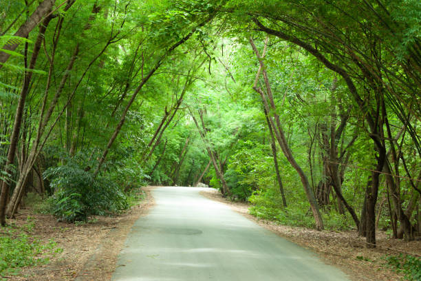 istock Tree tunnel on the road 1226561986