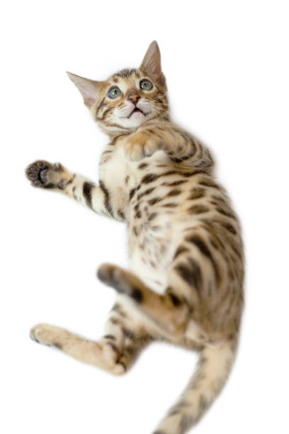 istock A Bengal kitten is lying on the floor 1226561998