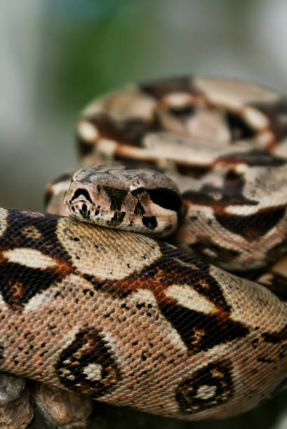 istock Columbia Boa Constrictor 1226562368