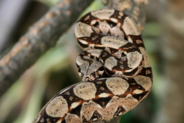 istock Columbia Boa Constrictor 1226562385