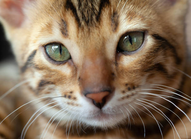 istock Face of a Bengal cat on a large scale 1226563096
