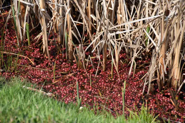 Red cranberries floating in water along reeds and rushes.