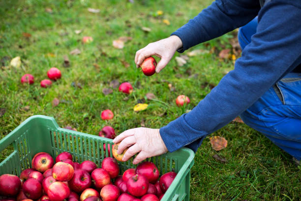 istock Senior man harvesting apples during autumn time, crate with apples 1226564149