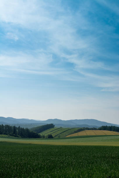 istock Green vegetable field in the hills 1226564425