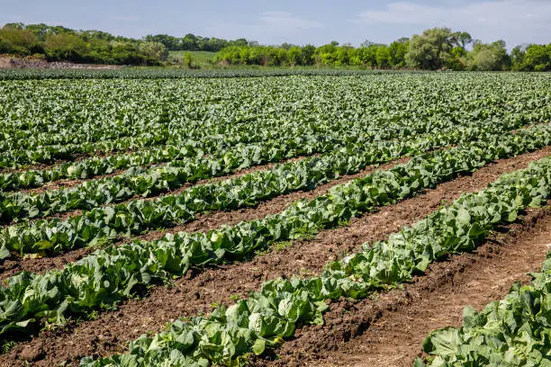 Photo of Cabbage growing in a farmer's field