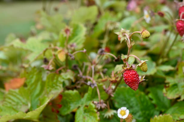 istock wild strawberry in the summer garden 1226566525