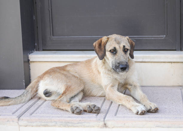 istock A street dog. 1226566631