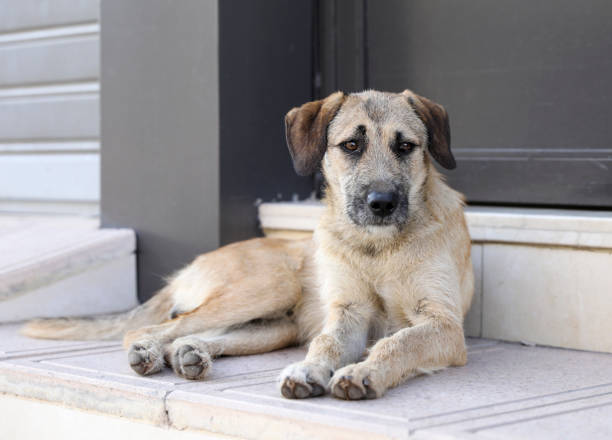 istock A street dog. 1226566691