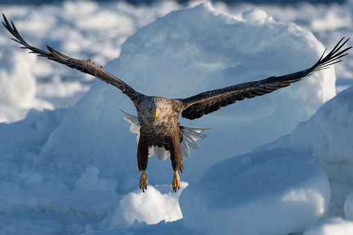 This image of a White-tailed eagle was taken in frozen sea near Hokkaido, Japan