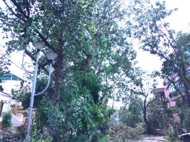 istock Trees are fallen into the roadside after amphan cyclone 1226568124