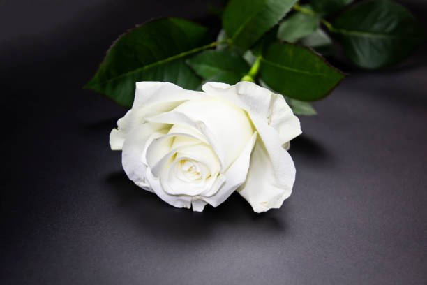 istock One white rose flower on dark background. Flat lay, top view for romantic concept. White rose with green leaves 1226569413