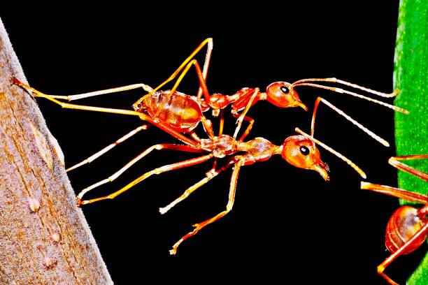 ant reaching to cross to other side. - 3629 imagens e fotografias de stock