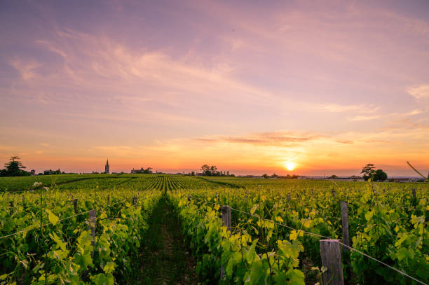 Beautiful sunset over the vineyards of Saint Emilion Gradient of colors in the sky of Saint Emilion saint emilion photos stock pictures, royalty-free photos & images