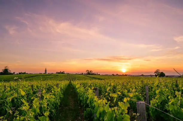 Photo of Beautiful sunset over the vineyards of Saint Emilion