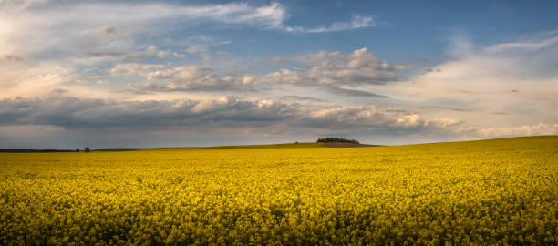 istock Field of rapeseed - landscape panorama 1226570725