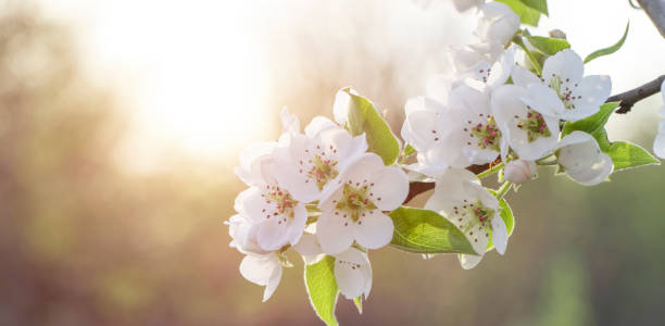 istock White cherry, cherry or pear flowers background. 1226570780