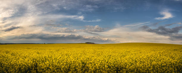 istock Field of rapeseed - landscape panorama 1226570817