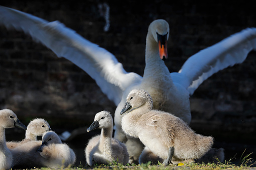 Adult mute swan showing the little ones where to go and what to do