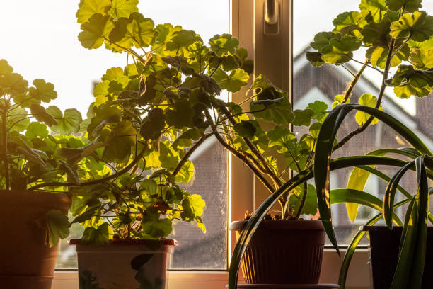 istock Indoor plants on the windowsill 1226571754