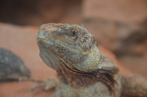 istock Australian native Jacky Dragon lizard, Amphibolurus muricatus 1226572024