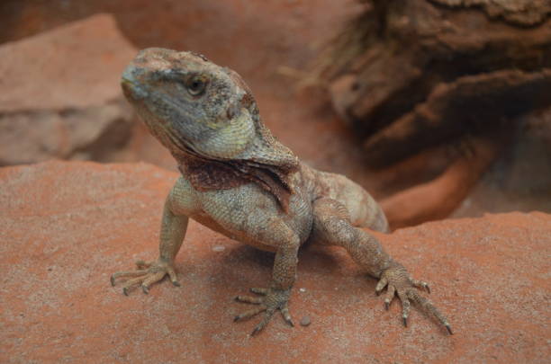 istock Australian native Jacky Dragon lizard, Amphibolurus muricatus 1226572045