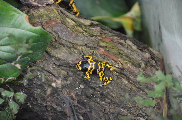 istock Yallow poison dart frog 1226572083