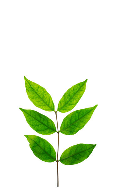 istock Green leaves isolated 1226572156