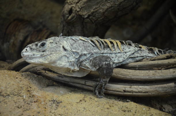 istock Green Iguana in wild nature 1226572195